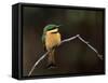 Little Bee Eater, Kenya-Charles Sleicher-Framed Stretched Canvas