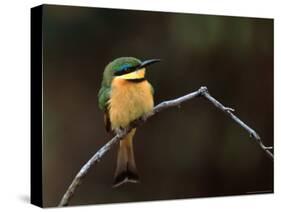 Little Bee Eater, Kenya-Charles Sleicher-Stretched Canvas