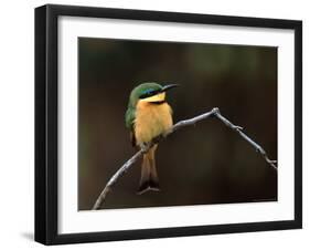 Little Bee Eater, Kenya-Charles Sleicher-Framed Photographic Print