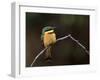 Little Bee Eater, Kenya-Charles Sleicher-Framed Photographic Print