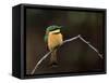 Little Bee Eater, Kenya-Charles Sleicher-Framed Stretched Canvas