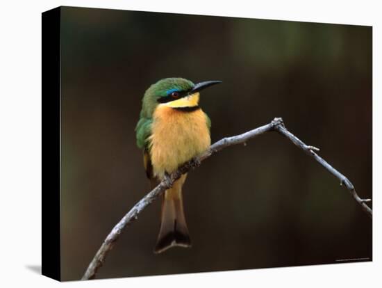 Little Bee Eater, Kenya-Charles Sleicher-Stretched Canvas