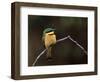 Little Bee Eater, Kenya-Charles Sleicher-Framed Photographic Print