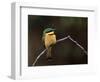 Little Bee Eater, Kenya-Charles Sleicher-Framed Photographic Print