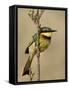 Little Bee-Eater, Masai Mara National Reserve, Kenya, East Africa, Africa-James Hager-Framed Stretched Canvas