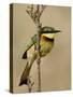 Little Bee-Eater, Masai Mara National Reserve, Kenya, East Africa, Africa-James Hager-Stretched Canvas