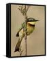 Little Bee-Eater, Masai Mara National Reserve, Kenya, East Africa, Africa-James Hager-Framed Stretched Canvas