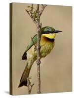 Little Bee-Eater, Masai Mara National Reserve, Kenya, East Africa, Africa-James Hager-Stretched Canvas