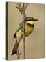 Little Bee-Eater, Masai Mara National Reserve, Kenya, East Africa, Africa-James Hager-Stretched Canvas