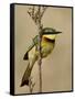 Little Bee-Eater, Masai Mara National Reserve, Kenya, East Africa, Africa-James Hager-Framed Stretched Canvas