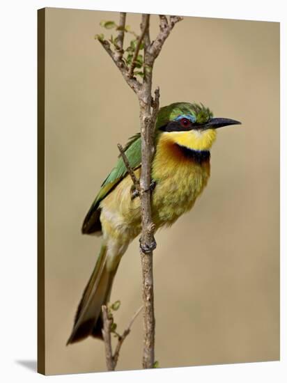 Little Bee-Eater, Masai Mara National Reserve, Kenya, East Africa, Africa-James Hager-Stretched Canvas