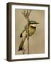 Little Bee-Eater, Masai Mara National Reserve, Kenya, East Africa, Africa-James Hager-Framed Photographic Print