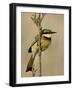 Little Bee-Eater, Masai Mara National Reserve, Kenya, East Africa, Africa-James Hager-Framed Photographic Print