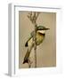 Little Bee-Eater, Masai Mara National Reserve, Kenya, East Africa, Africa-James Hager-Framed Photographic Print