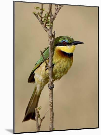 Little Bee-Eater, Masai Mara National Reserve, Kenya, East Africa, Africa-James Hager-Mounted Photographic Print
