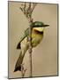 Little Bee-Eater, Masai Mara National Reserve, Kenya, East Africa, Africa-James Hager-Mounted Photographic Print