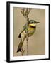 Little Bee-Eater, Masai Mara National Reserve, Kenya, East Africa, Africa-James Hager-Framed Photographic Print