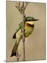 Little Bee-Eater, Masai Mara National Reserve, Kenya, East Africa, Africa-James Hager-Mounted Photographic Print