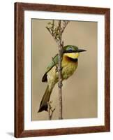 Little Bee-Eater, Masai Mara National Reserve, Kenya, East Africa, Africa-James Hager-Framed Photographic Print