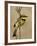 Little Bee-Eater, Masai Mara National Reserve, Kenya, East Africa, Africa-James Hager-Framed Photographic Print