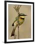 Little Bee-Eater, Masai Mara National Reserve, Kenya, East Africa, Africa-James Hager-Framed Photographic Print