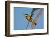 Little Bee-eater (Merops pusillus), Okavango Delta, Botswana, Africa-Sergio Pitamitz-Framed Photographic Print