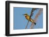 Little Bee-eater (Merops pusillus), Okavango Delta, Botswana, Africa-Sergio Pitamitz-Framed Photographic Print