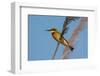 Little Bee-eater (Merops pusillus), Okavango Delta, Botswana, Africa-Sergio Pitamitz-Framed Photographic Print