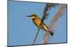 Little Bee-eater (Merops pusillus), Okavango Delta, Botswana, Africa-Sergio Pitamitz-Mounted Photographic Print