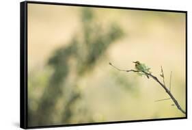 Little Bee Eater (Merops Pusillus), Zambia, Africa-Janette Hill-Framed Stretched Canvas