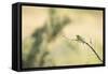 Little Bee Eater (Merops Pusillus), Zambia, Africa-Janette Hill-Framed Stretched Canvas