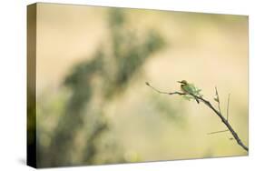 Little Bee Eater (Merops Pusillus), Zambia, Africa-Janette Hill-Stretched Canvas
