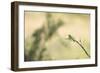 Little Bee Eater (Merops Pusillus), Zambia, Africa-Janette Hill-Framed Photographic Print