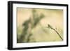 Little Bee Eater (Merops Pusillus), Zambia, Africa-Janette Hill-Framed Photographic Print