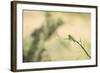 Little Bee Eater (Merops Pusillus), Zambia, Africa-Janette Hill-Framed Photographic Print