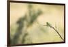 Little Bee Eater (Merops Pusillus), Zambia, Africa-Janette Hill-Framed Photographic Print