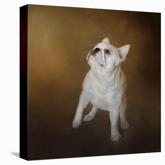 Little Beggar French Bulldog-Jai Johnson-Stretched Canvas