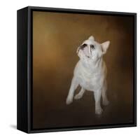 Little Beggar French Bulldog-Jai Johnson-Framed Stretched Canvas