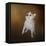 Little Beggar French Bulldog-Jai Johnson-Framed Stretched Canvas