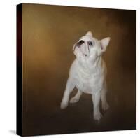 Little Beggar French Bulldog-Jai Johnson-Stretched Canvas