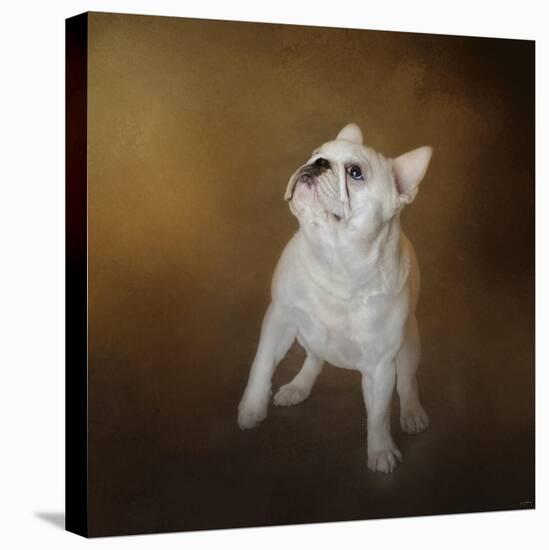 Little Beggar French Bulldog-Jai Johnson-Stretched Canvas