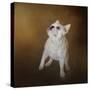 Little Beggar French Bulldog-Jai Johnson-Stretched Canvas