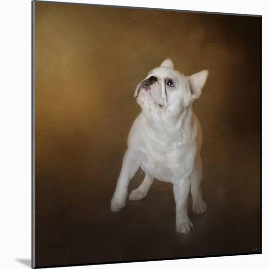 Little Beggar French Bulldog-Jai Johnson-Mounted Giclee Print