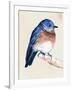 Little Bird on Branch I-Jennifer Paxton Parker-Framed Art Print