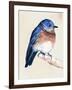 Little Bird on Branch I-Jennifer Paxton Parker-Framed Art Print