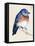 Little Bird on Branch I-Jennifer Paxton Parker-Framed Stretched Canvas