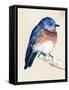 Little Bird on Branch I-Jennifer Paxton Parker-Framed Stretched Canvas