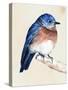 Little Bird on Branch I-Jennifer Paxton Parker-Stretched Canvas