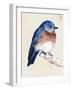 Little Bird on Branch I-Jennifer Paxton Parker-Framed Art Print