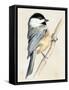 Little Bird on Branch II-Jennifer Paxton Parker-Framed Stretched Canvas